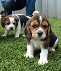 Vendo splendidi cuccioli di Beagle
