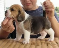 Vendo splendidi cuccioli di Beagle | Foto 0