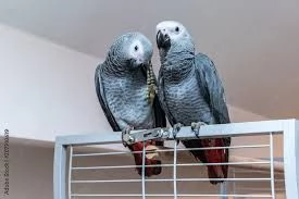 pappagalli africani grigi parlanti accoppiati