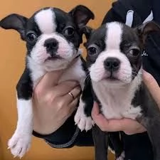 disponibili cuccioli di boston terrier