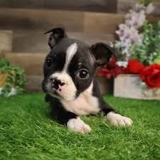 disponibili cuccioli di boston terrier | Foto 0