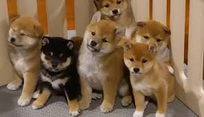 Cuccioli di Shiba Inu disponibili per buone famiglie