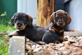 Vendo cuccioli di bassotto disponibili per buona famiglia