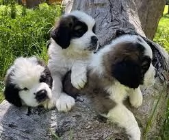 Disponibili cuccioli di San Bernardo maschi e femmine | Foto 0