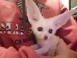 disponibili cuccioli di volpe fennec allevati a mano | Foto 0