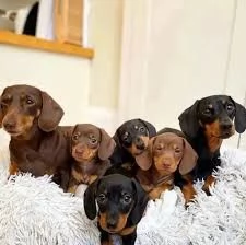 Bellissimi cuccioli di bassotto maschio e femmina