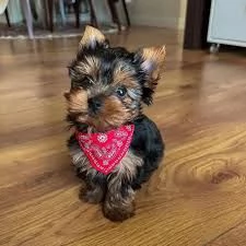 cuccioli di Yorkshire Terrier giocosi e socializzati