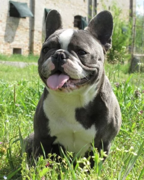 bulldog francese  | Foto 0