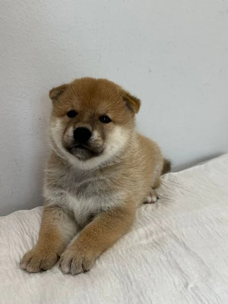 Vendo  | Foto 1
