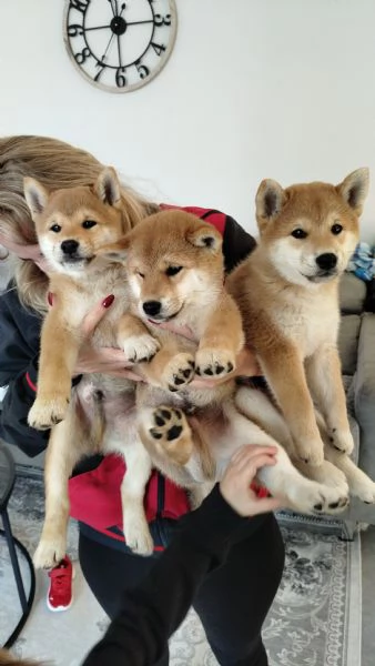 Vendo splendidi cuccioli di Shiba Inu Rossi maschi 