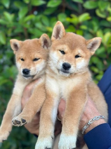 Vendo splendidi cuccioli di Shiba Inu Rossi maschi  | Foto 0