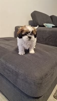 Cuccioli di SHIHI TZU