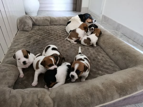 Disponibili cuccioli di jack Russell  | Foto 0