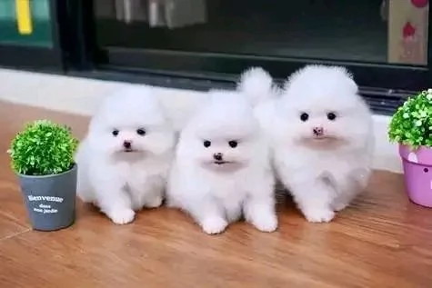 Volpino Pomerania cani in regalo | Foto 1