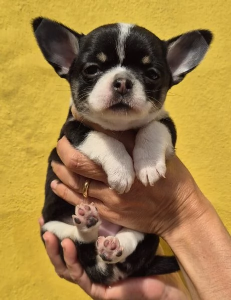 Chihuahua 