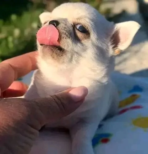 CUCCIOLI CHIHUAHUA DI PICCOLA TAGLIA CON PEDIGREE  | Foto 1