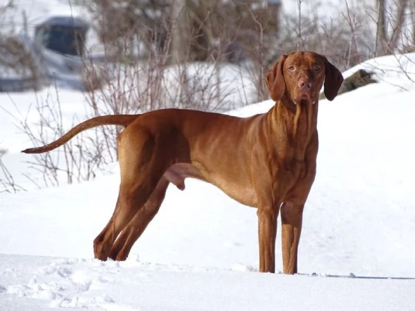 Bellissimi cuccioli di Bracco Ungherese Vizsla | Foto 0