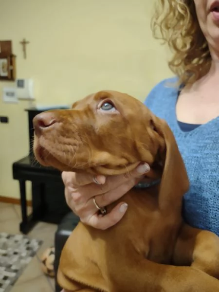Bellissima cucciolata di Bracco Ungherese Vizsla in arrivo a Natale | Foto 6