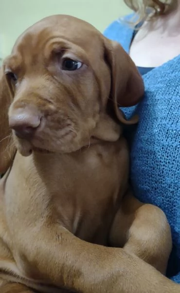 Bellissima cucciolata di Bracco Ungherese Vizsla in arrivo a Natale | Foto 5