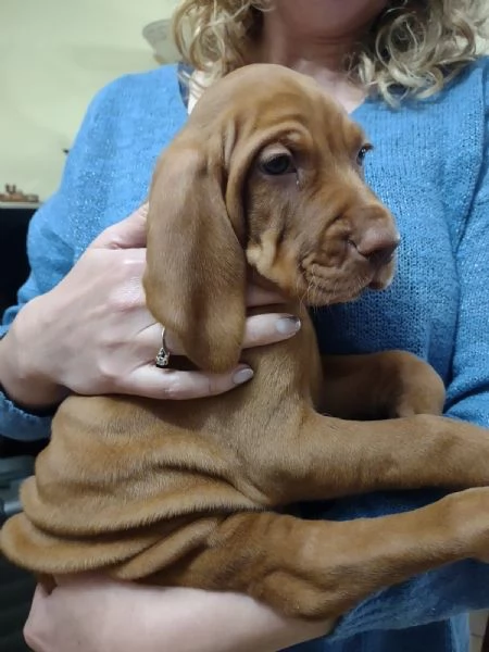 Bellissima cucciolata di Bracco Ungherese Vizsla in arrivo a Natale | Foto 4