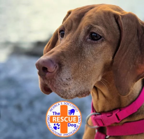 Bellissima cucciolata di Bracco Ungherese Vizsla in arrivo a Natale | Foto 3