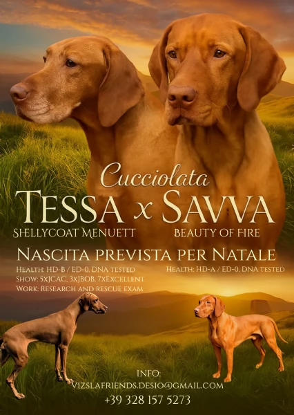 Bellissima cucciolata di Bracco Ungherese Vizsla in arrivo a Natale