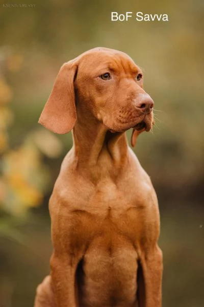 Bellissima cucciolata di Bracco Ungherese Vizsla in arrivo a Natale | Foto 2