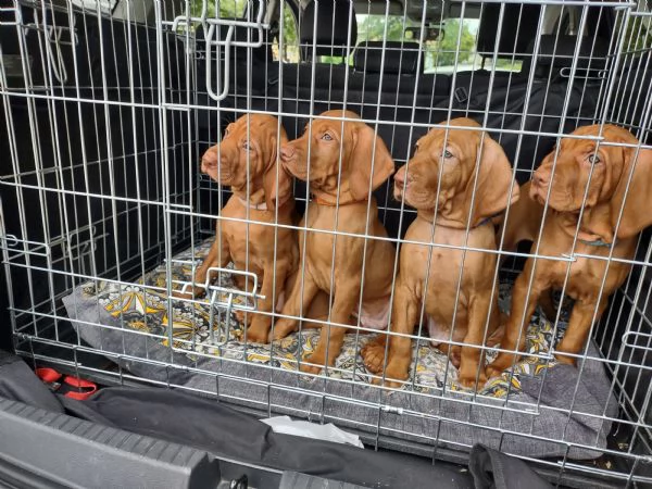 Bellissima cucciolata di Bracco Ungherese Vizsla in arrivo a Natale | Foto 1