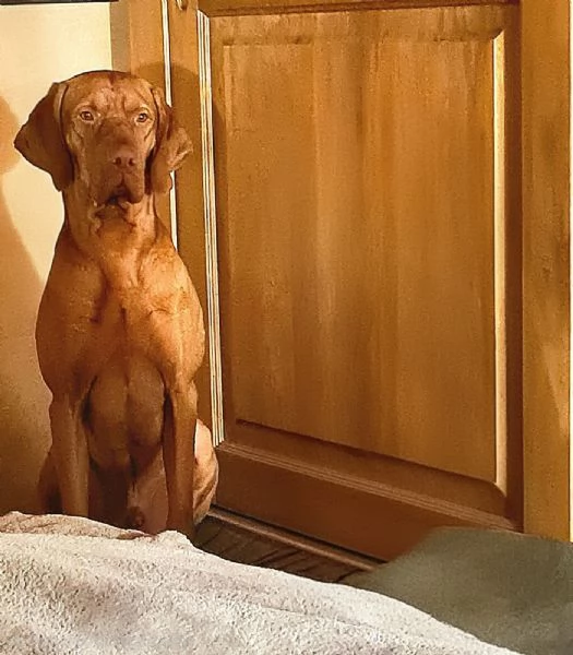 Bellissima cucciolata di Bracco Ungherese Vizsla in arrivo a Natale | Foto 0