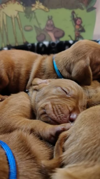 Disponibili ultimi maschietti di stupenda cucciolata Vizsla Bracco Ungherese | Foto 6
