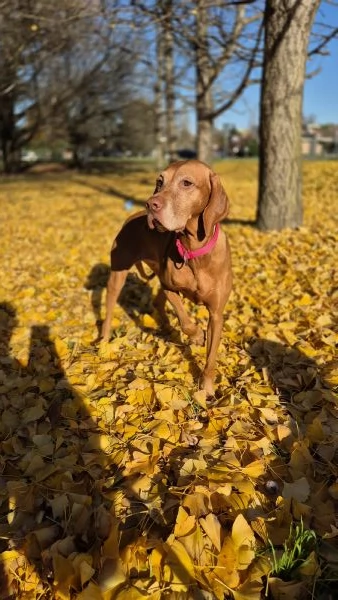 Disponibili ultimi maschietti di stupenda cucciolata Vizsla Bracco Ungherese | Foto 5