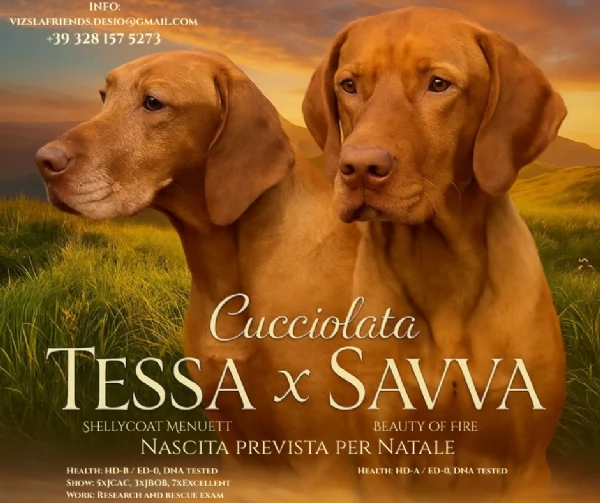 Disponibili ultimi maschietti di stupenda cucciolata Vizsla Bracco Ungherese | Foto 4