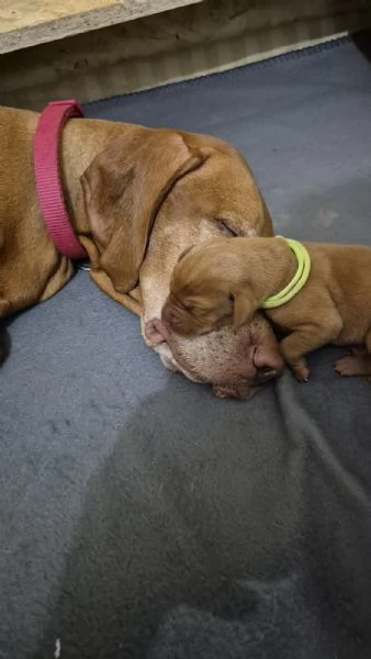 Disponibili ultimi maschietti di stupenda cucciolata Vizsla Bracco Ungherese | Foto 3
