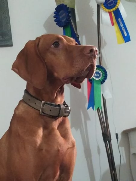 Disponibili ultimi maschietti di stupenda cucciolata Vizsla Bracco Ungherese | Foto 2