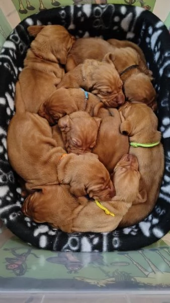 Disponibili ultimi maschietti di stupenda cucciolata Vizsla Bracco Ungherese | Foto 0