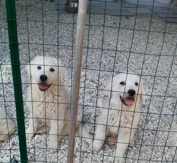 Cuccioli maremmano 