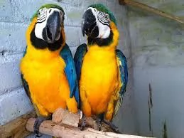  Adotta pappagalli Ara blu e dorati