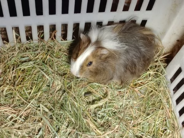 Cuccioli Porcellini dindia due razze | Foto 3