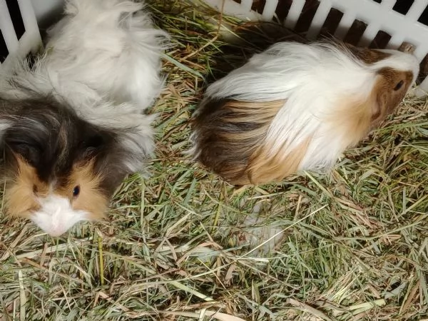 Cuccioli Porcellini dindia due razze | Foto 1