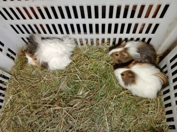 Cuccioli Porcellini dindia due razze | Foto 0