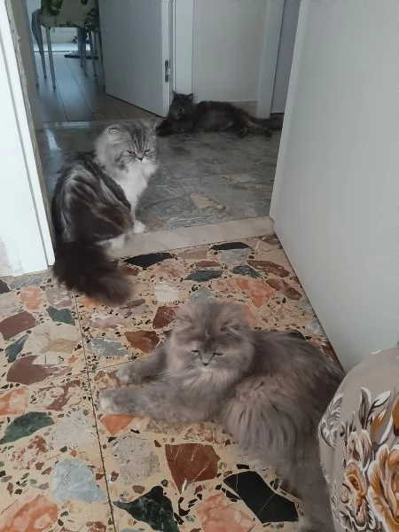 Bellissimi purissimi gattini  persiano