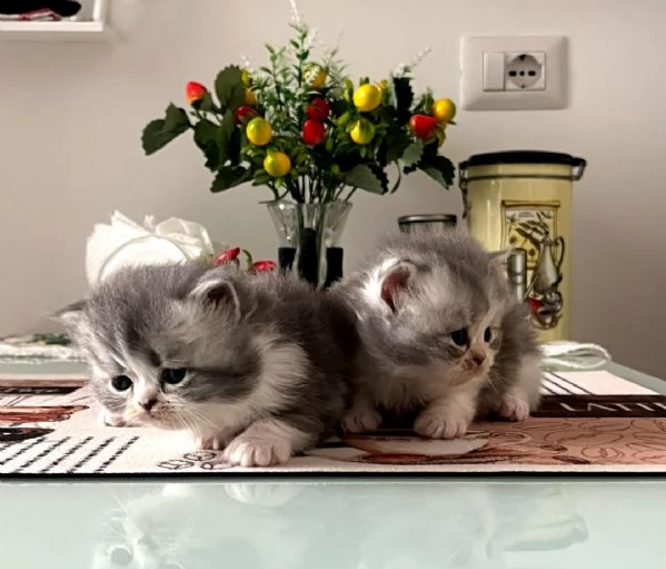 Bellissimi purissimi gattini  persiano | Foto 3