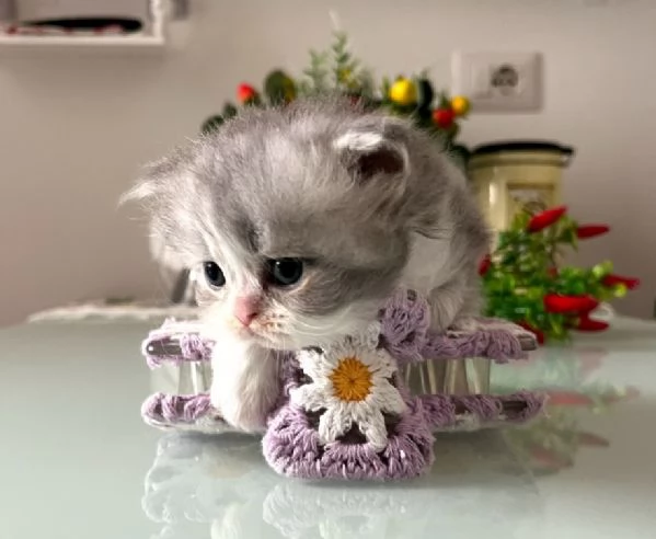 Bellissimi purissimi gattini  persiano | Foto 2