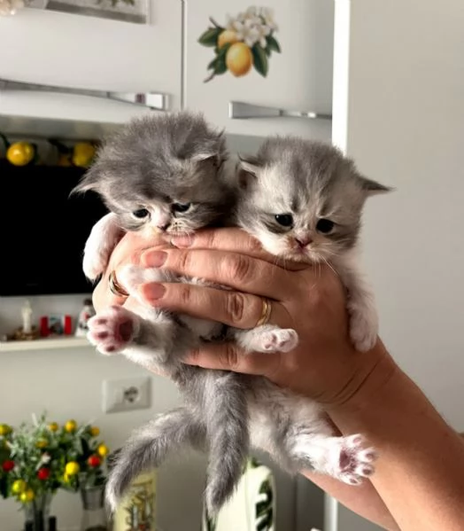 Bellissimi purissimi gattini  persiano | Foto 1