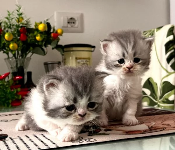 Bellissimi purissimi gattini  persiano | Foto 0