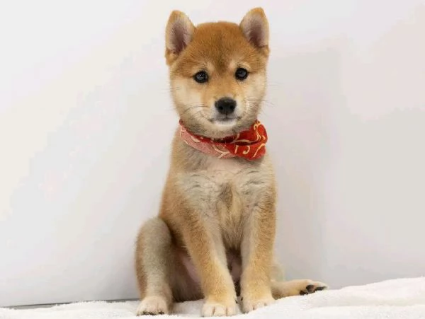 Vendita cuccioli shiba inu | Foto 1