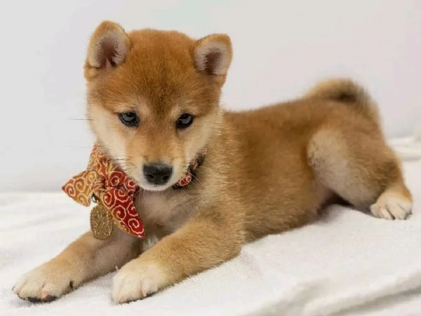Vendita cuccioli shiba inu