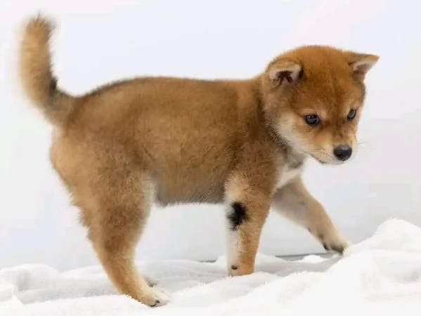 Vendita cuccioli shiba inu | Foto 0