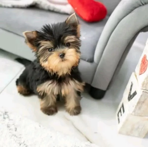 Yorkshire Terrier cuccioli  | Foto 1