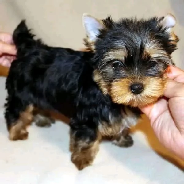 Yorkshire Terrier cuccioli  | Foto 0